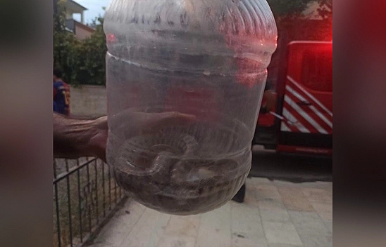 Elazığ'da yılan paniği