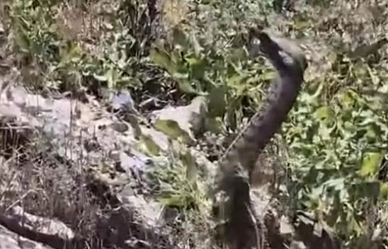 Elazığ'da yılan saldırısı!