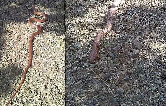 Elazığ'da Yılanlar Mevsimleri Karıştırdı