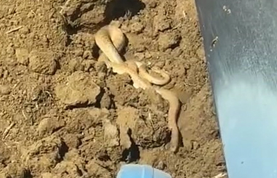 Elazığ'da yılanlar ortaya çıktı