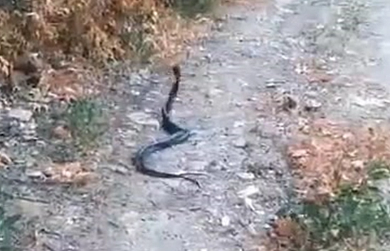 Elazığ'da Yılanların Dansı Kamerada