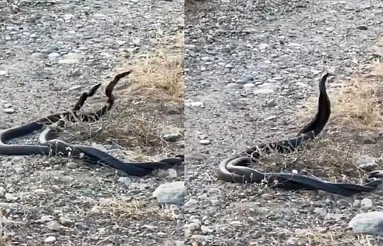 Elazığ'da Yılanların Dansı