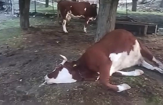 Elazığ'da yıldırım faciası: 2 inek telef oldu