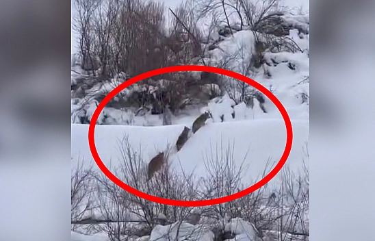 Elazığ'da yiyecek arayan kurt sürüsü görüntülendi
