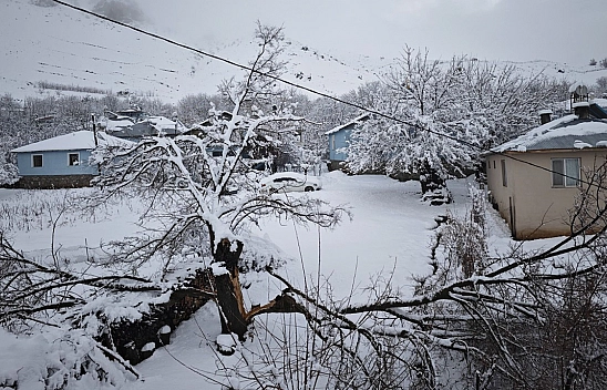 Elazığ'da yoğun kar yağışından dolayı ağaçlar devrildi