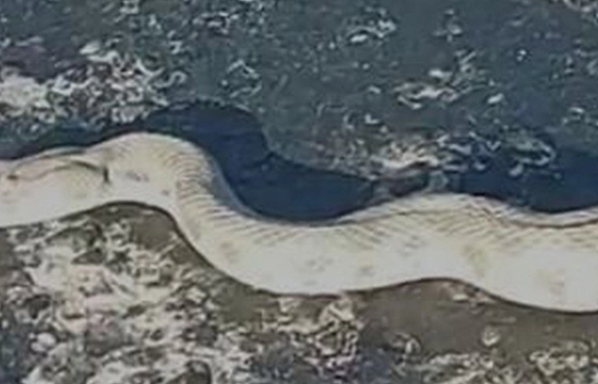 Elazığ'da yol üstünde dev engerek yılanı!