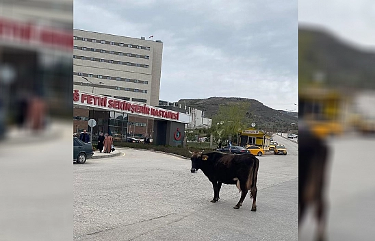 Elazığ'da yolunu kaybeden inek hastane önünü mesken tuttu