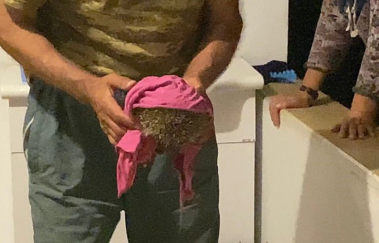 Elazığ'da Yolunu Kaybeden Kirpi Eve Girdi