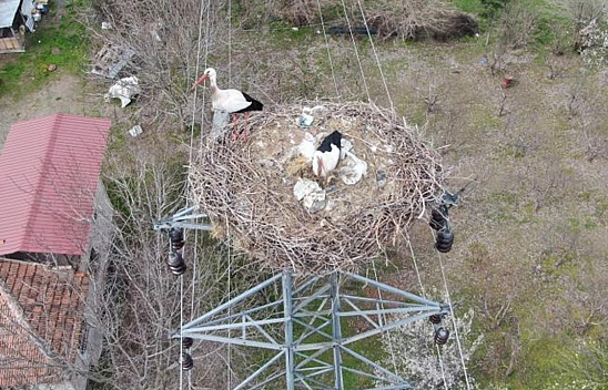 Elazığ'da Yuvalarına Dönen Leylekler Kuluçkaya Yattı