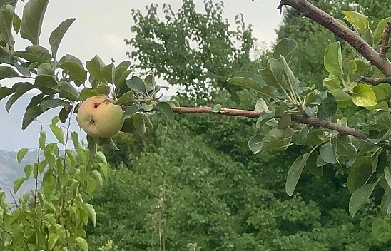 Elazığ'da Yüzyılın donu meyve hasadını vurdu
