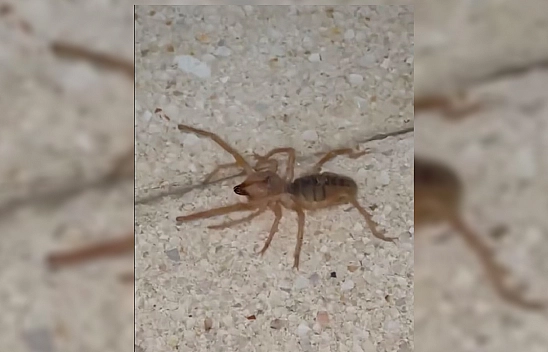 Elazığ'da zehirli etçil sarı kız örümceği görüntülendi