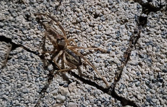 Elazığ'da zehirli etçil sarı kız örümceği görüldü