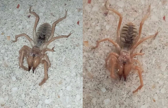 Elazığ'da Zehirli Sarıkız Örümceği Görüntülendi