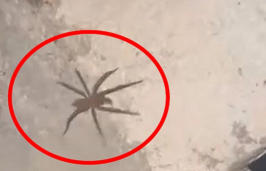 Elazığ'da zehirli sarıkız örümceği görüntülendi