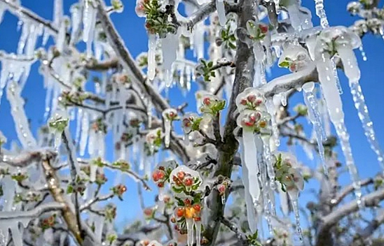 Elazığ'da zirai don felaketinde çiftçiye rekor tazminat ödenecek