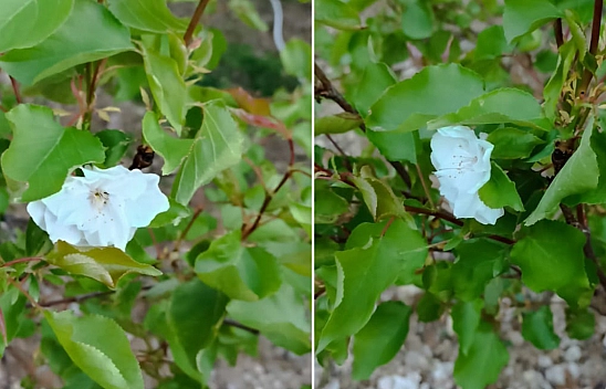 Elazığ'da zirai don sonrası bir mucize gerçekleşti!
