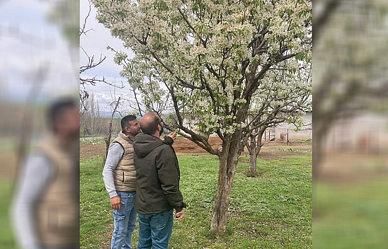 Elazığ'da zirai don sonrası hasar tespit çalışmaları sürüyor