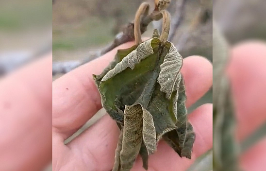Elazığ'da zirai don tarımsal üretime zarar verdi