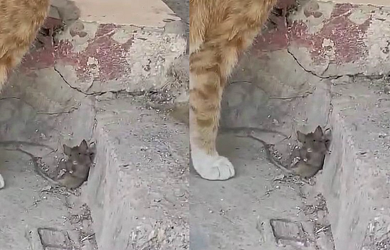 Elazığ'daki Farenin Kurnazlığı Görenleri Şaşırttı