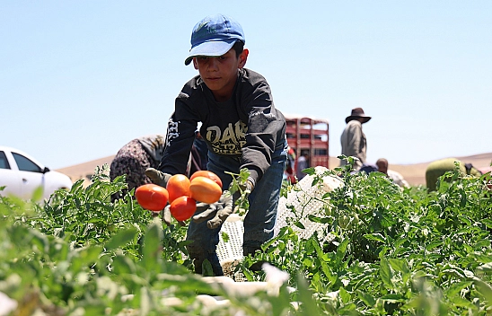 Elazığ'daki İşçilerin Güneş Altında Ekmek Mücadelesi