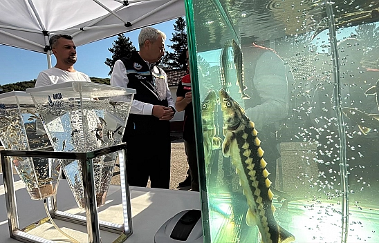 Elazığ'dan dünyaya siyah havyar: Gramı 1 Euro'ya satılıyor