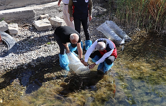 Elazığ'dan temin edilen sazanlar Sivas'taki göl ve göletlere bırakıldı
