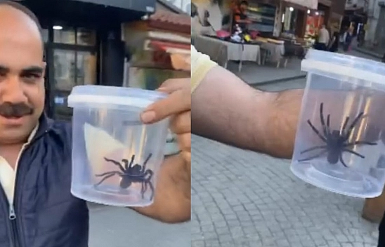Elazığ esnafı devasa siyah örümcekle şaşkına döndü!