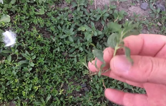 Elazığ'ın dağlarında kendiliğinden yetişiyor! Adeta şifa deposu: Marketlerde bulamazsınız