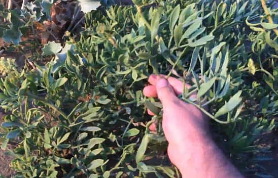 Elazığ'ın dağlarında yetişiyor: Elazığ'ın doğasında saklı bu ot, adeta şifa deposu!