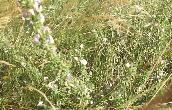 Elazığ'ın dağlarında yetişiyor, faydaları saymakla bitmiyor! Elazığlıların vazgeçilmezi olarak biliniyor