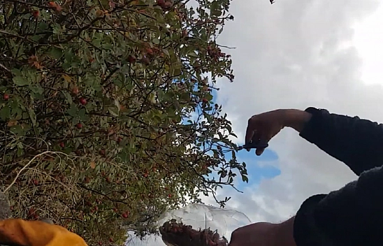 Elazığ'ın dağlarından elle toplanıyor: Bir avuç yetiyor! Vücudu baştan aşağı temizliyor