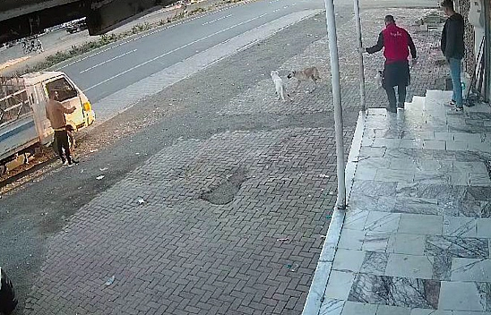 Elazığ'ın Kedisi Bir Başka