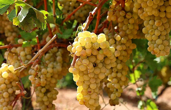Elazığ'ın Kurtdere Köyü'nde rekor üzüm salkımı!
