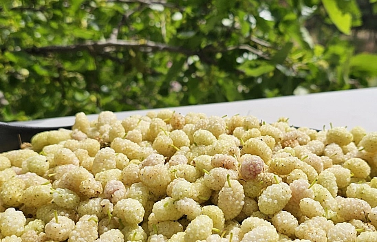 Elazığ'ın lezzeti erken geldi: Bu tabağı gören Elazığ'a koşar