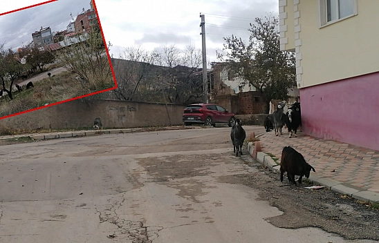 Elazığ'ın Sokak Keçileri