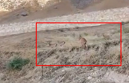Elazığ'ın tarihi kalesinde dağ keçisi sürüsü görüntülendi