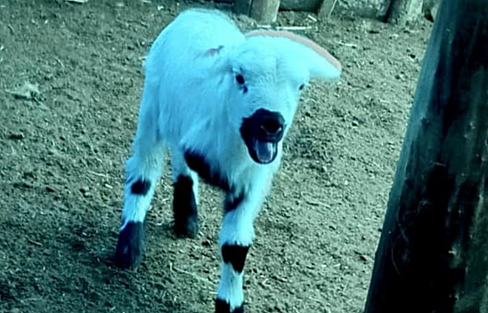 Elazığ'ın yanı başında doğdu görenler telefona sarıldı