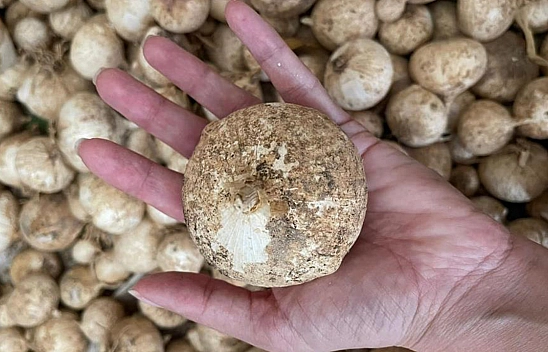 Elazığ'ın yanı başında yetişiyor: Toplamanın cezası 557 bin TL!