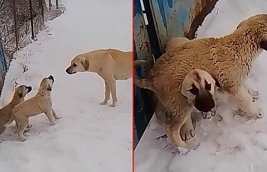 Elazığ'ın yavru köpekleri de kahraman!