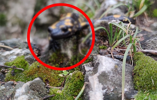 Elazığ, Malatya, Muş, Bingöl Ve Bitlis'te Görülüyordu Şimdide Erzincan'ı mesken tuttu!