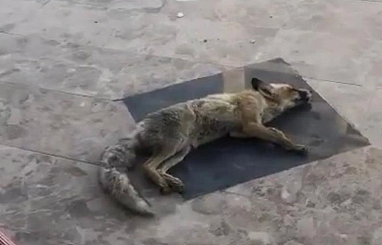 Elazığ Merkez'deki Tilkinin Oyunculuğu Görenleri Şaşırttı