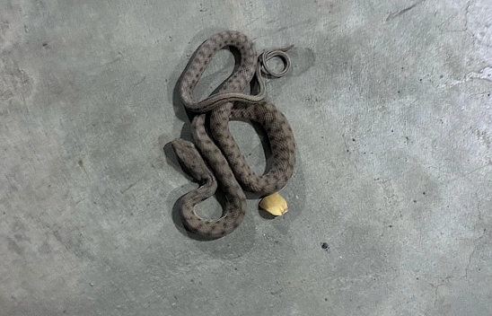 Elazığ otoparkta görülen zehirli engerek yılanı korkuttu