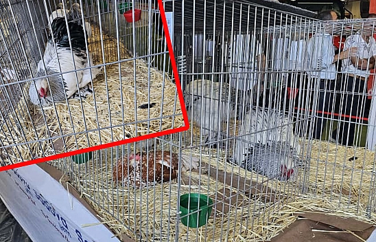 Elazığ Tarım Fuarında bir ilk: 150'den fazla süs tavuğu görücüye çıktı