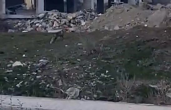 Elazığlılar Dikkat! Tilki Çıkabilir