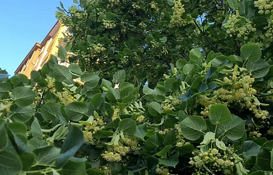 Elazığlılar en çok soğuk havada tüketiyor! Boğaz ağrısını saniyeler içinde kesiyor