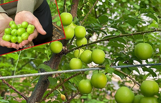 Eriğin İlk Hasadı Yapıldı Fiyatı Dudak Uçuklatıyor!