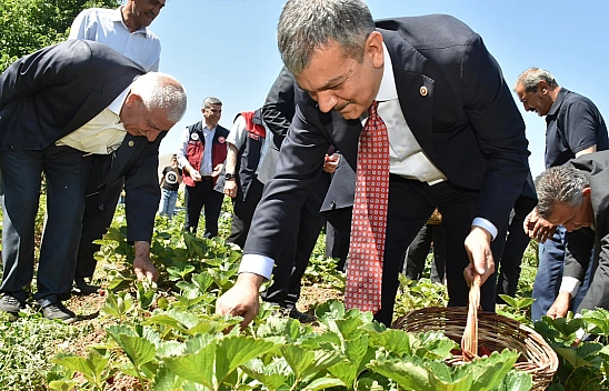 Erol Keleş çilek hasadına katıldı: Üreticilerle tarlada buluştu