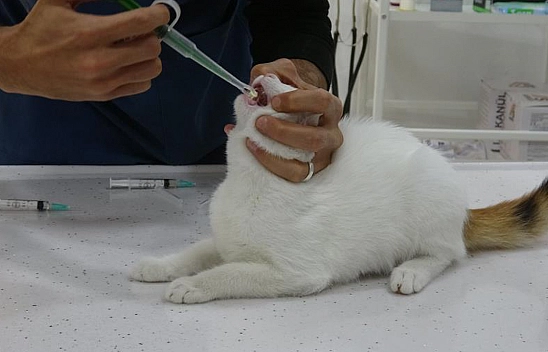 Evcil Hayvanı Olanlar Dikkat Risk Büyük!