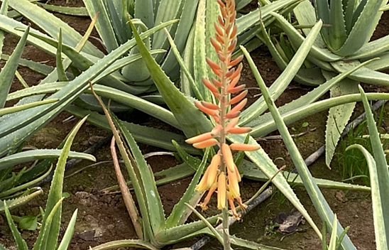 Evinde bu bitki olan yaşadı!