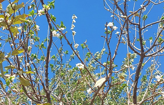 Eylül Ayında Erik Ağacı Çiçek Açtı